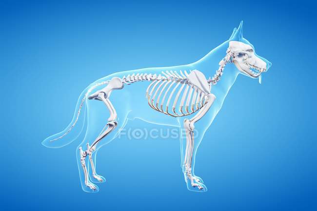 Struttura dello scheletro del cane, illustrazione del computer . — Foto stock