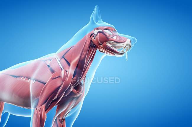 Structure de la musculature du chien, recadrée, illustration par ordinateur . — Photo de stock