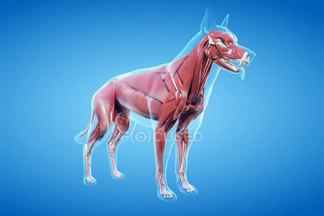 Структура мускулатуры собаки, компьютерная иллюстрация . — стоковое фото