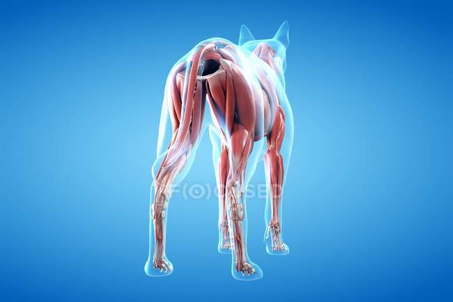 Estrutura da musculatura do cão, visão traseira, ilustração do computador . — Fotografia de Stock