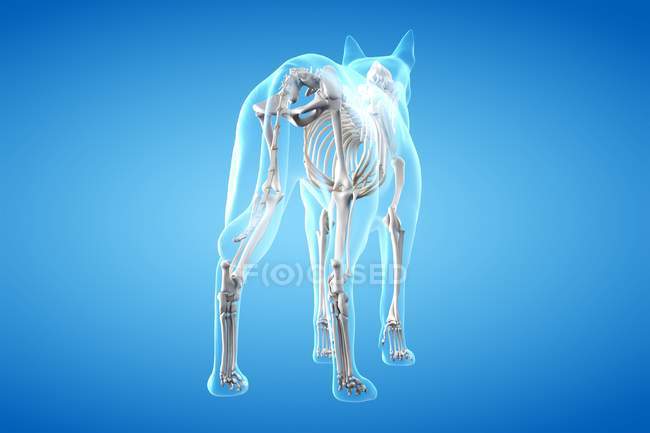 Structure of dog skeleton, rear view, computer illustration. — Stock Photo