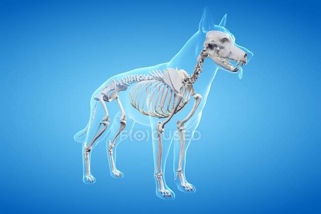 Structure of dog skeleton, computer illustration. — стокове фото
