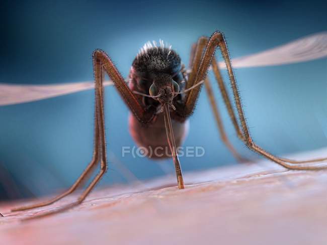 Комары питаются человеческой кровью, цифровая иллюстрация
. — стоковое фото