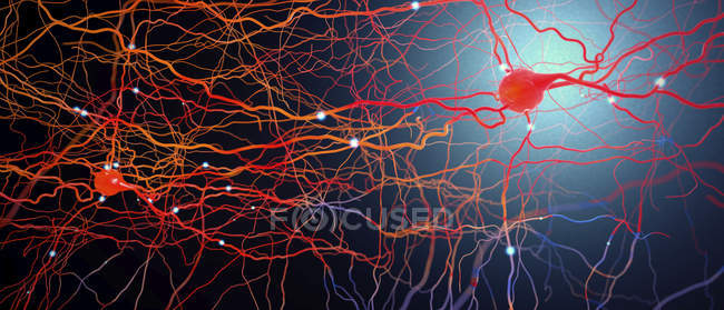 Ilustração digital colorida da rede neural do sistema nervoso no cérebro humano . — Fotografia de Stock