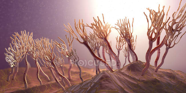 Fungos liberando esporos alérgicos, ilustração digital 3d . — Fotografia de Stock