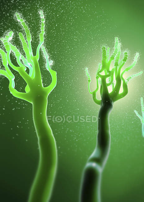 Грибы, высвобождающие аллергические споры, 3d цифровая иллюстрация . — стоковое фото