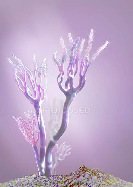 Fungos liberando esporos alérgicos, ilustração digital 3d . — Fotografia de Stock