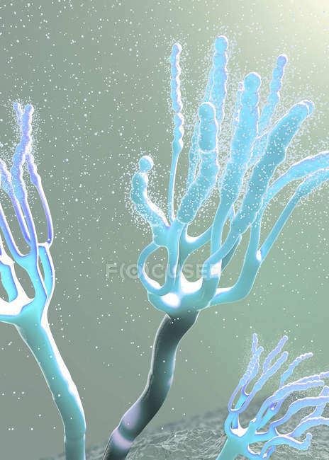 Funghi che rilasciano spore allergiche, illustrazione digitale 3d . — Foto stock