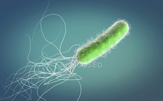 Antibiotico resistente Pseudomonas aeruginosa batterio, illustrazione digitale 3d. — Foto stock