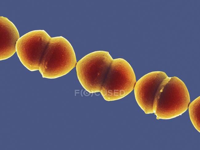 Энтерококковые бактерии, цветной сканирующий электронный микрограф
. — стоковое фото