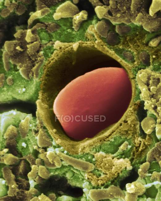 Капилляр сердца с красными клетками крови между мышечными волокнами, цветной сканирующий электронный микрограф
. — стоковое фото