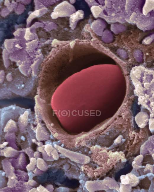 Corazón capilar con glóbulos rojos entre fibras musculares, micrografía electrónica de barrido coloreado
. - foto de stock