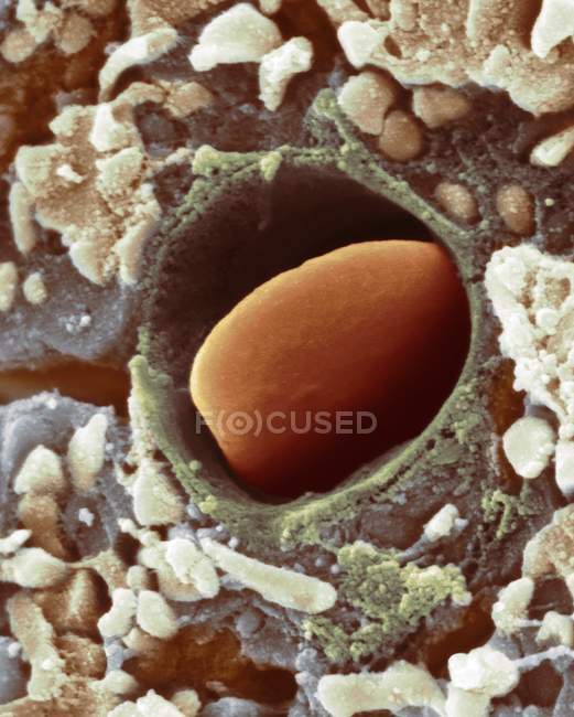 Heart capillary with red blood cell between muscle fibres, colored scanning electron micrograph. — Stock Photo