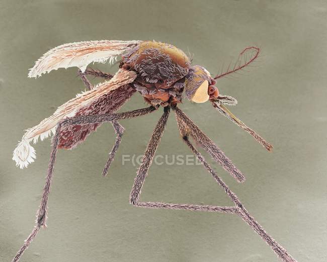 Female Asian tiger mosquito, colored scanning electron micrograph. — Stock Photo