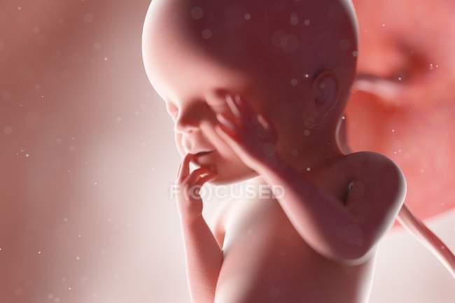 Fœtus humain réaliste à la semaine 23, illustration par ordinateur . — Photo de stock