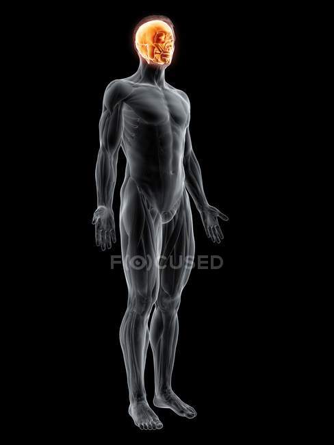 Figura masculina con músculos faciales resaltados, ilustración digital . - foto de stock