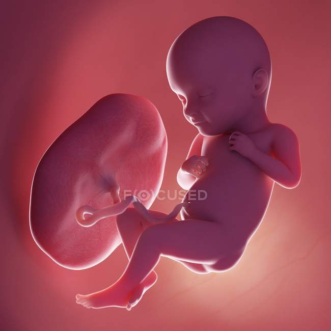 Fœtus humain réaliste à la semaine 32, illustration par ordinateur . — Photo de stock