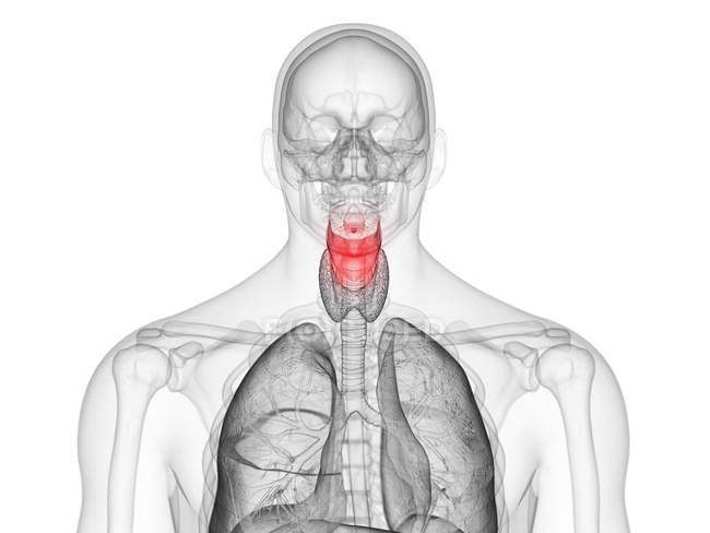 Silueta masculina transparente con laringe de color, ilustración por ordenador . - foto de stock