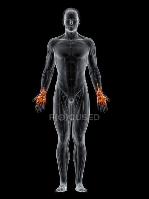 Figure masculine avec muscles des mains mis en évidence, illustration numérique
. — Photo de stock