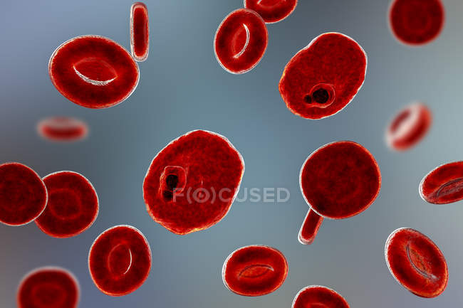 Плазмодиевые овальные протозойные паразиты и эритроциты в потоке, компьютерная иллюстрация
. — стоковое фото