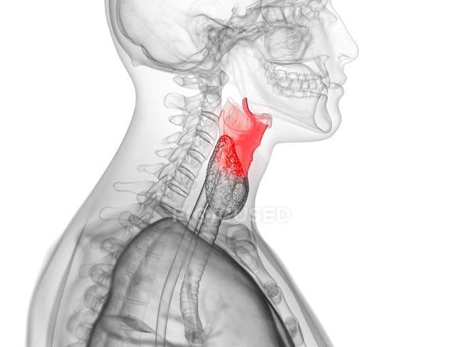 Transparent human silhouette with colored larynx, computer illustration. — Stock Photo