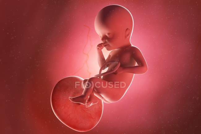 Foetus humain à la semaine 25, illustration par ordinateur . — Photo de stock