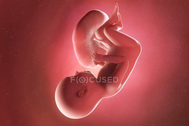 Foetus humain à la semaine 37, illustration par ordinateur . — Photo de stock