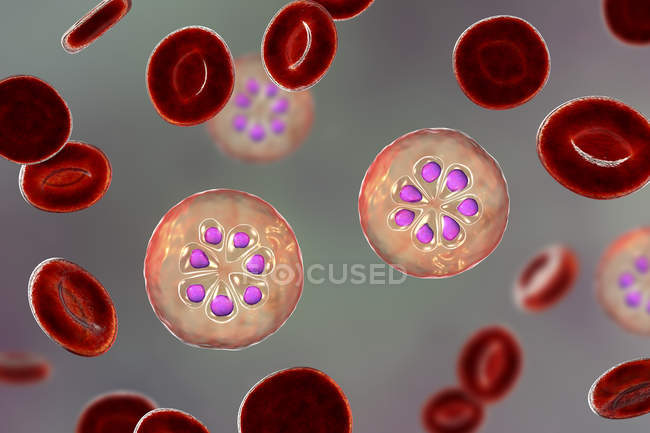 Протозоа Plasmodium malariae в кровеносных сосудах, компьютерная иллюстрация
. — стоковое фото