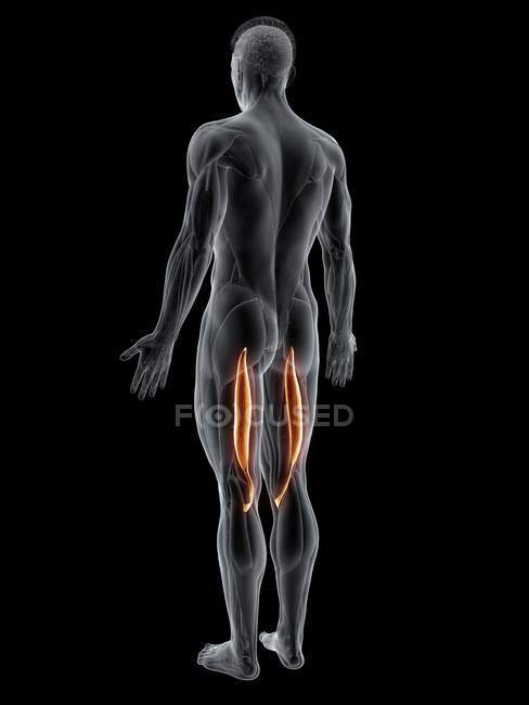 Абстрактная мужская фигура с подробным Semitendinosus мышцы, компьютерная иллюстрация . — стоковое фото