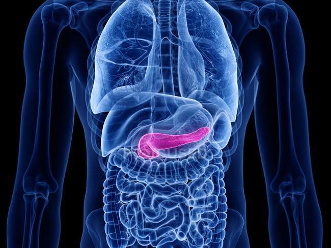 Рожева підшлункова залоза в чоловічому організмі людини, цифрова ілюстрація . — стокове фото