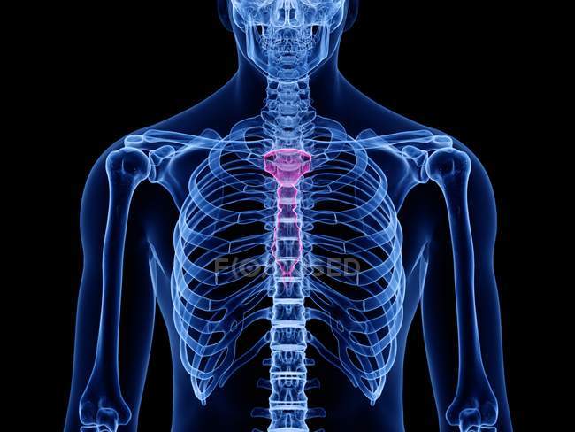Silhouette humaine transparente et squelette avec os mammaire détaillé, illustration numérique
. — Photo de stock