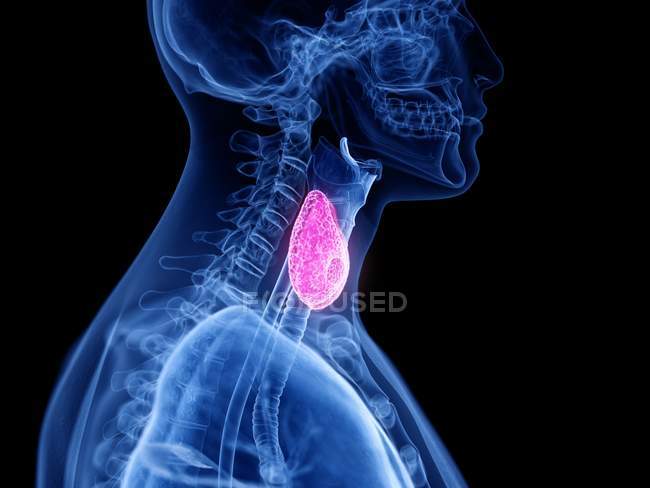 Silueta masculina transparente con glándula tiroides visible, ilustración por computadora . - foto de stock