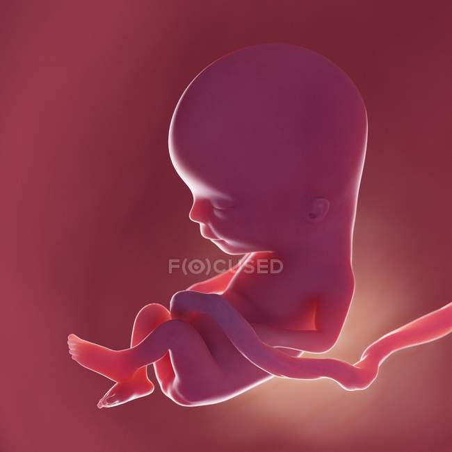Foetus humain à la semaine 13, illustration numérique réaliste . — Photo de stock