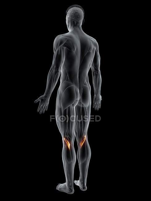 Abstrakte männliche Figur mit detailliertem Popliteus-Muskel, Computerillustration. — Stockfoto