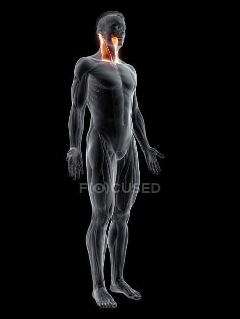 Abstract male figure with detailed Sternocleidomastoid muscle, digital illustration. — Stock Photo