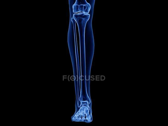 Кости нижней ноги в рентгеновской компьютерной иллюстрации человеческого тела . — стоковое фото