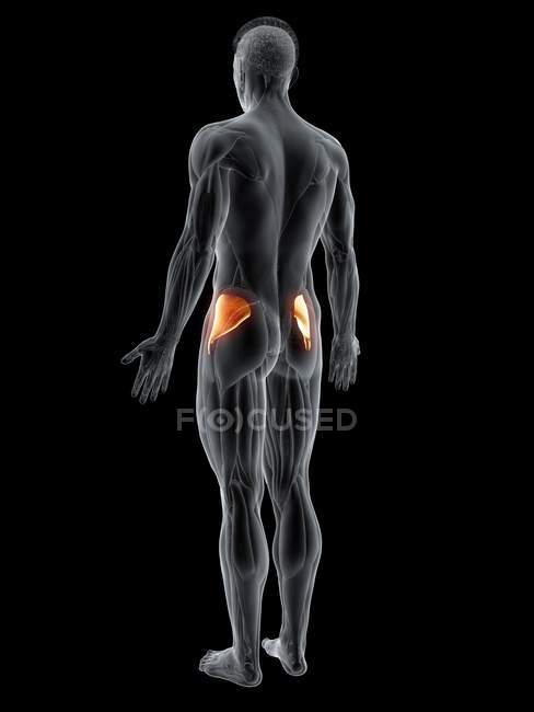 Abstract male body with detailed Gluteus minimus muscle, computer illustration. — Stock Photo