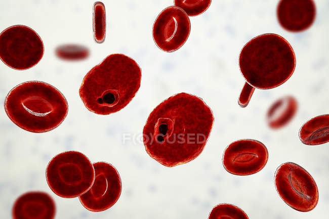 Plasmodium ovale protozoos parásitos y glóbulos rojos en flujo, ilustración por ordenador
. - foto de stock