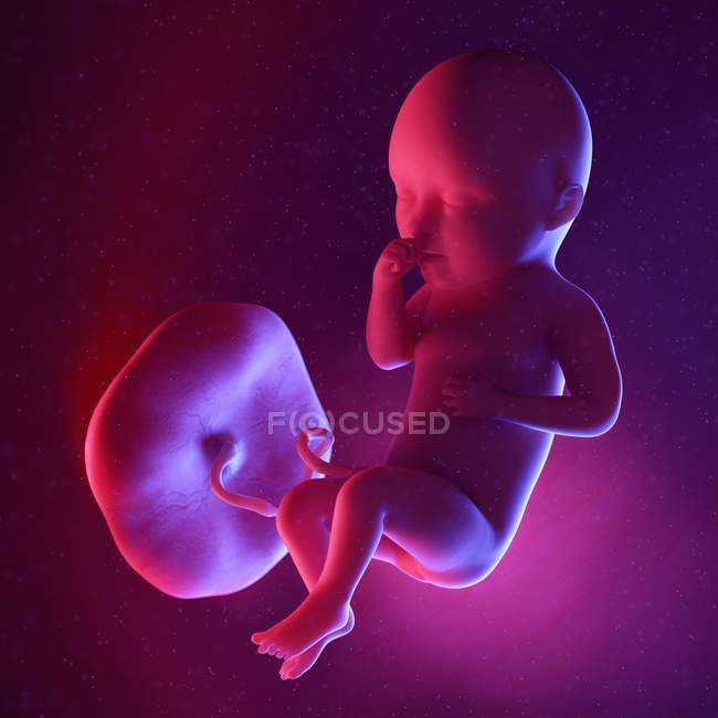 Foetus humain à la semaine 34, illustration numérique multicolore . — Photo de stock