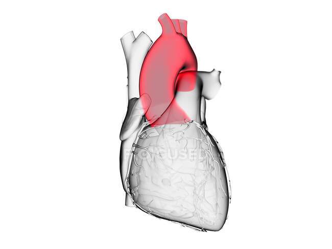 Humano Aorta, ilustração do computador. — Fotografia de Stock