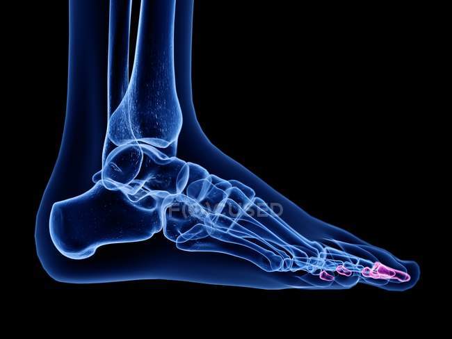 Дистальні кістки фаланги в рентгенівській комп'ютерній ілюстрації людської ноги . — стокове фото