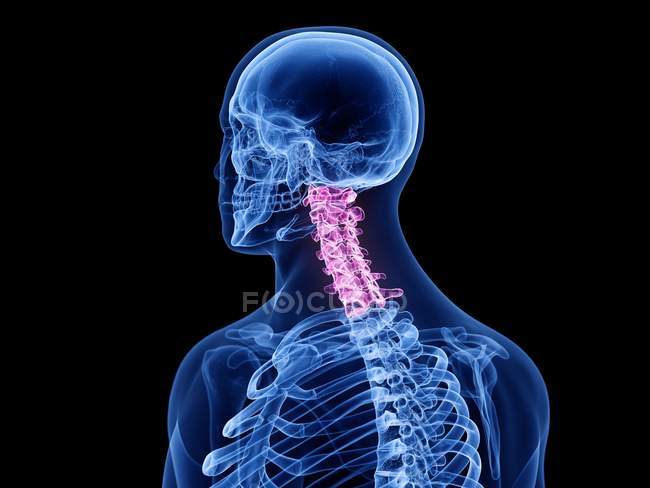 Parte dello scheletro maschile con colonna vertebrale cervicale visibile, illustrazione del computer . — Foto stock