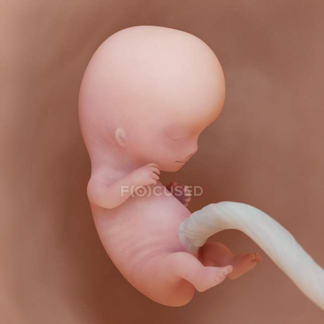 Fœtus humain à la semaine 9, illustration numérique réaliste . — Photo de stock