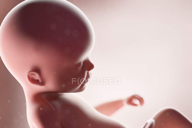Fœtus humain réaliste à la semaine 22, illustration par ordinateur . — Photo de stock