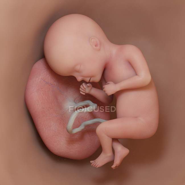 Людський плід 27 тижня, реалістична цифрова ілюстрація . — стокове фото