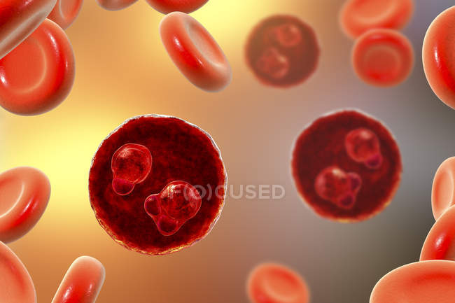 Protozoi Plasmodium falciparum, agente causale della malaria tropicale nei globuli rossi, illustrazione digitale
. — Foto stock