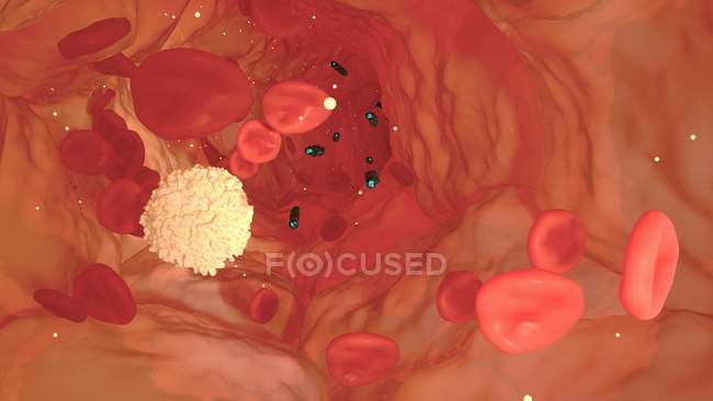Ilustración informática de bacterias de la sangre blanca neutrohil que persiguen células blancas en el torrente sanguíneo.. - foto de stock