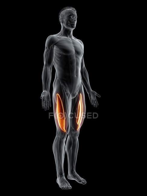 Figura masculina abstrata com músculo Vastus lateralis detalhado, ilustração digital . — Fotografia de Stock