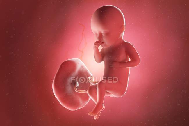 Foetus humain à la semaine 34, illustration par ordinateur . — Photo de stock