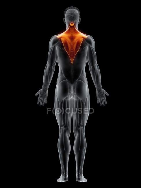 Мужское тело с видимой цветной трапециевидной мышцей, компьютерная иллюстрация
. — стоковое фото